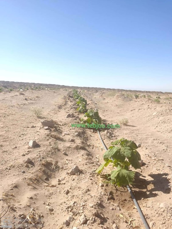 Paulownia hybrid Iran خرید و فروش پالونیا چوب پالونیا انواع نهال پالونیا پالونیا هیبرید طب جو نهال پائولونیا هیبریدی انواع نهال پالونیا درخت پالونیا هیبرید پالونیا کرمان پالونیا رفسنجان نهال پالونیا هیبرید پالونیا شیراز پالونیا هیبریدی